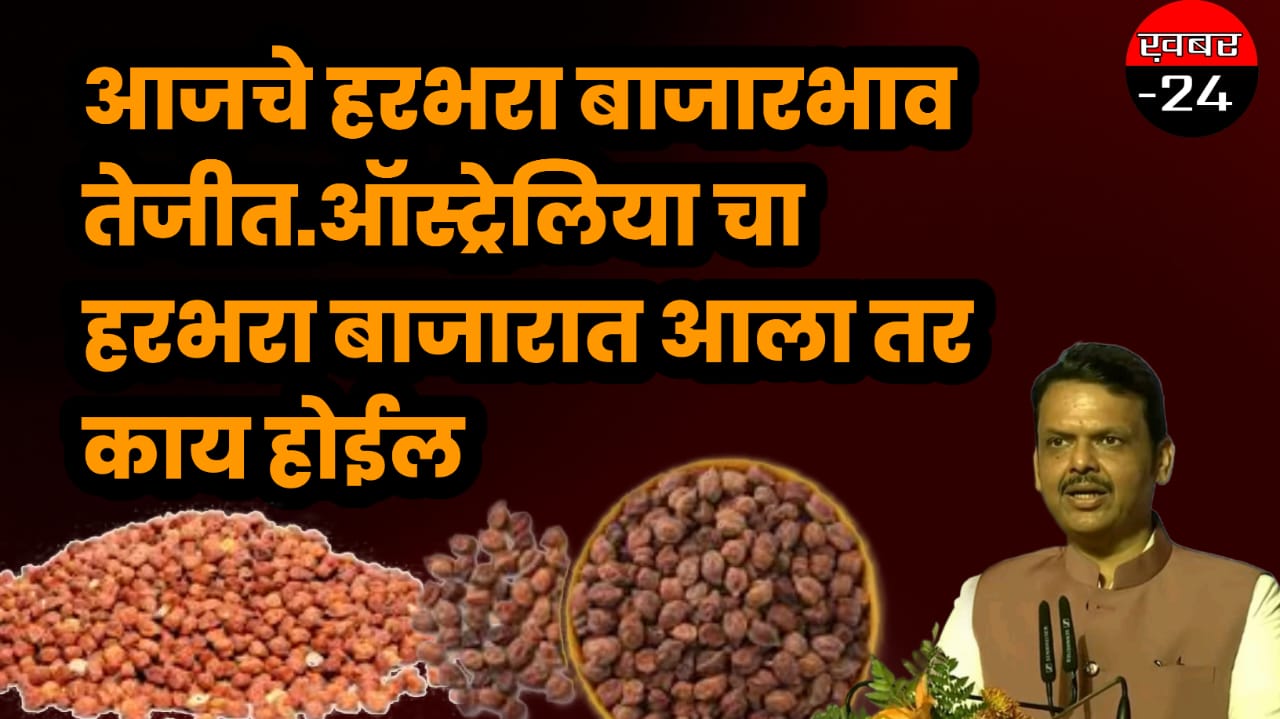हरभरा बाजार भाव 